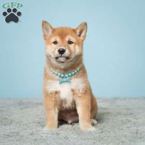 Greenfield puppies cheap shiba inu